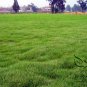 Cynodon Dactylon, Bahama Grass Seed 10000 PCS, Durva Bermuda Gou Yagen