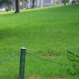 Cynodon Dactylon, Bahama Grass Seed 10000 PCS, Durva Bermuda Gou Yagen