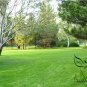 Cynodon Dactylon, Bahama Grass Seed 10000 PCS, Durva Bermuda Gou Yagen