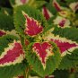Coleus Blumei, Painted Nettle Seed 5000 PCS, Flame Nettle Cai Ye Cao