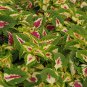 Coleus Blumei, Painted Nettle Seed 5000 PCS, Flame Nettle Cai Ye Cao