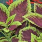 Coleus Blumei, Painted Nettle Seed 5000 PCS, Flame Nettle Cai Ye Cao