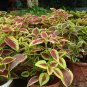 Coleus Blumei, Painted Nettle Seed 5000 PCS, Flame Nettle Cai Ye Cao