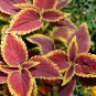 Coleus Blumei, Painted Nettle Seed 5000 PCS, Flame Nettle Cai Ye Cao