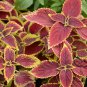 Coleus Blumei, Painted Nettle Seed 5000 PCS, Flame Nettle Cai Ye Cao