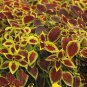 Coleus Blumei, Painted Nettle Seed 5000 PCS, Flame Nettle Cai Ye Cao