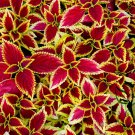 Coleus Blumei, Painted Nettle Seed 5000 PCS, Flame Nettle Cai Ye Cao