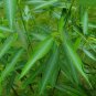 Codariocalyx Motorius, Telegraph Plant Seed 500 PCS, Dancing Plant Tiaowu Cao