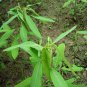 Codariocalyx Motorius, Telegraph Plant Seed 500 PCS, Dancing Plant Tiaowu Cao