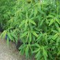 Codariocalyx Motorius, Telegraph Plant Seed 500 PCS, Dancing Plant Tiaowu Cao