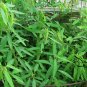 Codariocalyx Motorius, Telegraph Plant Seed 500 PCS, Dancing Plant Tiaowu Cao