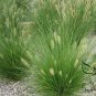 Chinese Pennisetum, Pennisetum Alopecuroides Seed 3000 PCS, Lang Wei Cao