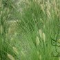 Chinese Pennisetum, Pennisetum Alopecuroides Seed 3000 PCS, Lang Wei Cao
