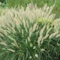 Chinese Pennisetum, Pennisetum Alopecuroides Seed 3000 PCS, Lang Wei Cao