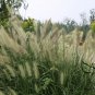 Chinese Pennisetum, Pennisetum Alopecuroides Seed 3000 PCS, Lang Wei Cao
