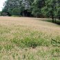 Chinese Pennisetum, Pennisetum Alopecuroides Seed 3000 PCS, Lang Wei Cao