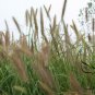 Chinese Pennisetum, Pennisetum Alopecuroides Seed 3000 PCS, Lang Wei Cao
