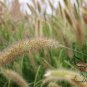 Chinese Pennisetum, Pennisetum Alopecuroides Seed 3000 PCS, Lang Wei Cao