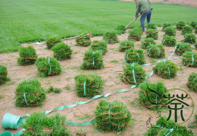 Agrostis Matsumurae, Bent Bentgrass Seed 3000 PCS, Agrostis Jian Gu Ying