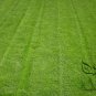 Agrostis Matsumurae, Bent Bentgrass Seed 3000 PCS, Agrostis Jian Gu Ying