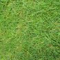 Agrostis Matsumurae, Bent Bentgrass Seed 3000 PCS, Agrostis Jian Gu Ying