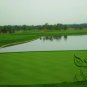 Agrostis Matsumurae, Bent Bentgrass Seed 3000 PCS, Agrostis Jian Gu Ying
