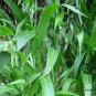 Coix Lacryma-jobi, Job's Tears Seed 500 PCS, Tear Grass Cao Zhuzi