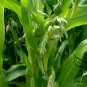 Coix Lacryma-jobi, Job's Tears Seed 500 PCS, Tear Grass Cao Zhuzi
