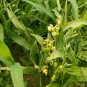 Coix Lacryma-jobi, Job's Tears Seed 500 PCS, Tear Grass Cao Zhuzi
