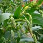 Coix Lacryma-jobi, Job's Tears Seed 500 PCS, Tear Grass Cao Zhuzi