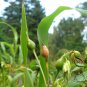 Coix Lacryma-jobi, Job's Tears Seed 500 PCS, Tear Grass Cao Zhuzi