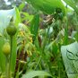 Coix Lacryma-jobi, Job's Tears Seed 500 PCS, Tear Grass Cao Zhuzi