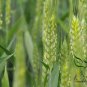 Triticum Aestivum, Common Wheat Seed 2000 PCS, Bread Wheat Xiao Mai