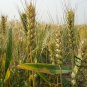 Triticum Aestivum, Common Wheat Seed 2000 PCS, Bread Wheat Xiao Mai