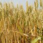 Triticum Aestivum, Common Wheat Seed 2000 PCS, Bread Wheat Xiao Mai