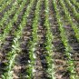 Vicia Faba, Fava Bean Seed 200 PCS, Faba Bean Can Dou
