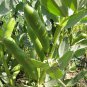 Vicia Faba, Fava Bean Seed 200 PCS, Faba Bean Can Dou