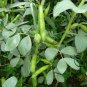 Vicia Faba, Fava Bean Seed 200 PCS, Faba Bean Can Dou