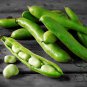Vicia Faba, Fava Bean Seed 200 PCS, Faba Bean Can Dou