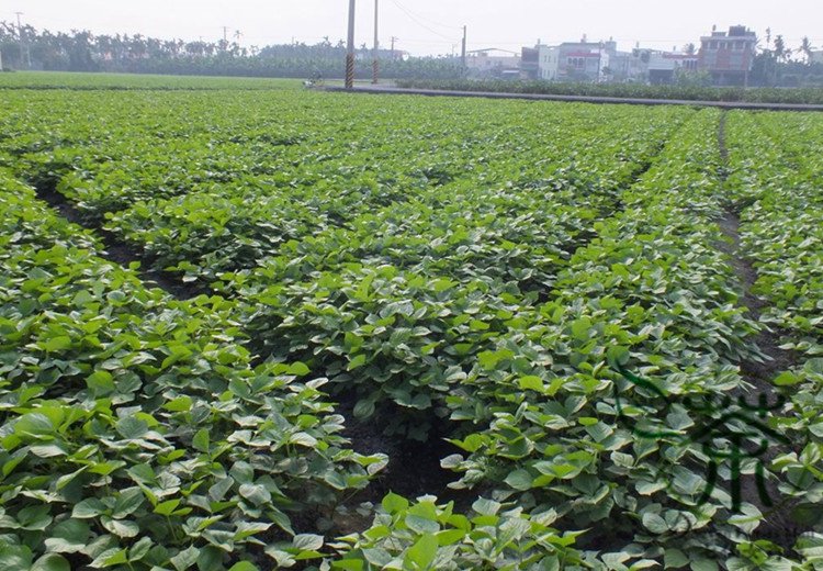 Vigna Angularis, Adzuki Bean Seed 500 PCS, Aduki Bean Hong Dou