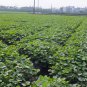 Vigna Angularis, Adzuki Bean Seed 500 PCS, Aduki Bean Hong Dou