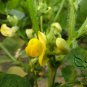 Vigna Angularis, Adzuki Bean Seed 500 PCS, Aduki Bean Hong Dou
