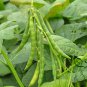 Vigna Angularis, Adzuki Bean Seed 500 PCS, Aduki Bean Hong Dou