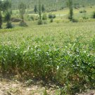 White Maize, Zea Mays Corn Seed 300 PCS, Sweet Zea Mays Corn Bai Yu Mi