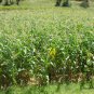 White Maize, Zea Mays Corn Seed 300 PCS, Sweet Zea Mays Corn Bai Yu Mi