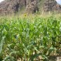 White Maize, Zea Mays Corn Seed 300 PCS, Sweet Zea Mays Corn Bai Yu Mi