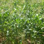 White Maize, Zea Mays Corn Seed 300 PCS, Sweet Zea Mays Corn Bai Yu Mi