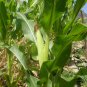 White Maize, Zea Mays Corn Seed 300 PCS, Sweet Zea Mays Corn Bai Yu Mi