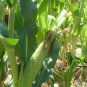 White Maize, Zea Mays Corn Seed 300 PCS, Sweet Zea Mays Corn Bai Yu Mi