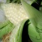 White Maize, Zea Mays Corn Seed 300 PCS, Sweet Zea Mays Corn Bai Yu Mi